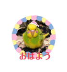 セキセイインコ の日常（個別スタンプ：2）