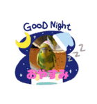 セキセイインコ の日常（個別スタンプ：3）