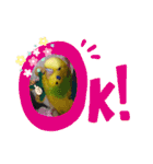 セキセイインコ の日常（個別スタンプ：4）