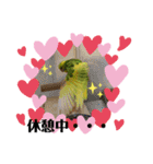 セキセイインコ の日常（個別スタンプ：7）