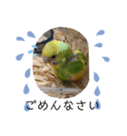 セキセイインコ の日常（個別スタンプ：8）