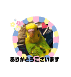 セキセイインコ の日常（個別スタンプ：9）