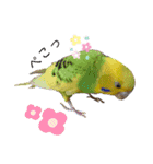 セキセイインコ の日常（個別スタンプ：10）