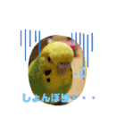 セキセイインコ の日常（個別スタンプ：12）