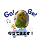 セキセイインコ の日常（個別スタンプ：13）