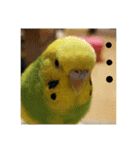 セキセイインコ の日常（個別スタンプ：14）