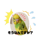 セキセイインコ の日常（個別スタンプ：15）