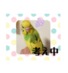 セキセイインコ の日常（個別スタンプ：16）