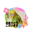 セキセイインコ の日常（個別スタンプ：17）