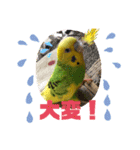セキセイインコ の日常（個別スタンプ：20）