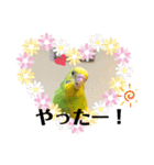 セキセイインコ の日常（個別スタンプ：22）