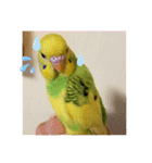 セキセイインコ の日常（個別スタンプ：23）