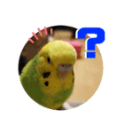 セキセイインコ の日常（個別スタンプ：24）