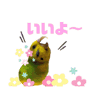 セキセイインコ の日常（個別スタンプ：26）