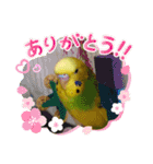 セキセイインコ の日常（個別スタンプ：27）