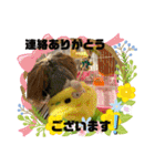 セキセイインコ の日常（個別スタンプ：29）