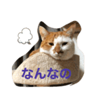むつにこちゃん2（個別スタンプ：1）