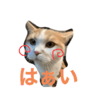 むつにこちゃん2（個別スタンプ：2）