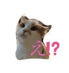 むつにこちゃん2（個別スタンプ：3）