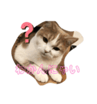 むつにこちゃん2（個別スタンプ：6）