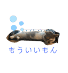 むつにこちゃん2（個別スタンプ：7）