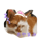 むつにこちゃん2（個別スタンプ：9）
