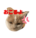 むつにこちゃん2（個別スタンプ：11）