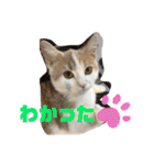 むつにこちゃん2（個別スタンプ：14）