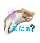 むつにこちゃん2（個別スタンプ：15）