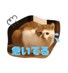 むつにこちゃん2（個別スタンプ：22）