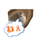 むつにこちゃん2（個別スタンプ：24）