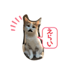 むつにこちゃん2（個別スタンプ：27）