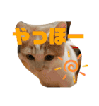 むつにこちゃん2（個別スタンプ：28）