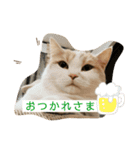 むつにこちゃん2（個別スタンプ：31）
