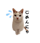 もふもふ みいた（個別スタンプ：3）