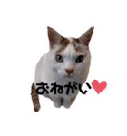 もふもふ みいた（個別スタンプ：4）