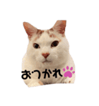 もふもふ みいた（個別スタンプ：6）