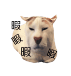 もふもふ みいた（個別スタンプ：9）
