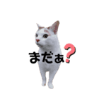 もふもふ みいた（個別スタンプ：11）