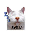 もふもふ みいた（個別スタンプ：13）