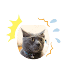 #きょうのグレねこさま（個別スタンプ：1）