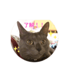 #きょうのグレねこさま（個別スタンプ：4）