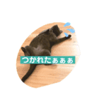 #きょうのグレねこさま（個別スタンプ：5）