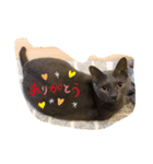 #きょうのグレねこさま（個別スタンプ：7）