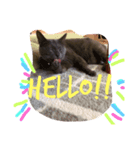 #きょうのグレねこさま（個別スタンプ：8）