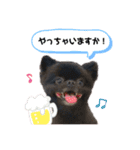 まえがみスタンプ 時々とらひな（個別スタンプ：7）
