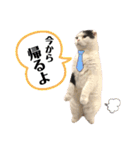 まえがみスタンプ 時々とらひな（個別スタンプ：29）