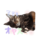 ポムとはるとちびです（個別スタンプ：6）