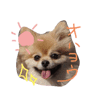ポムとはるとちびです（個別スタンプ：8）