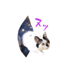 My pet’s name is Mamedaifuku（個別スタンプ：1）